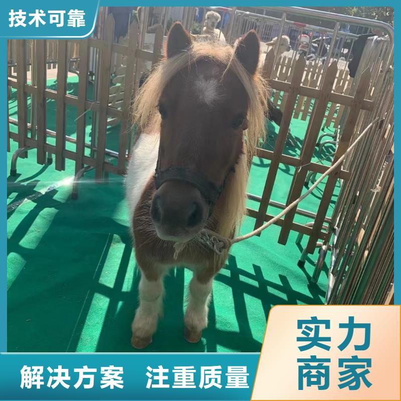 羊驼租赁活动案例