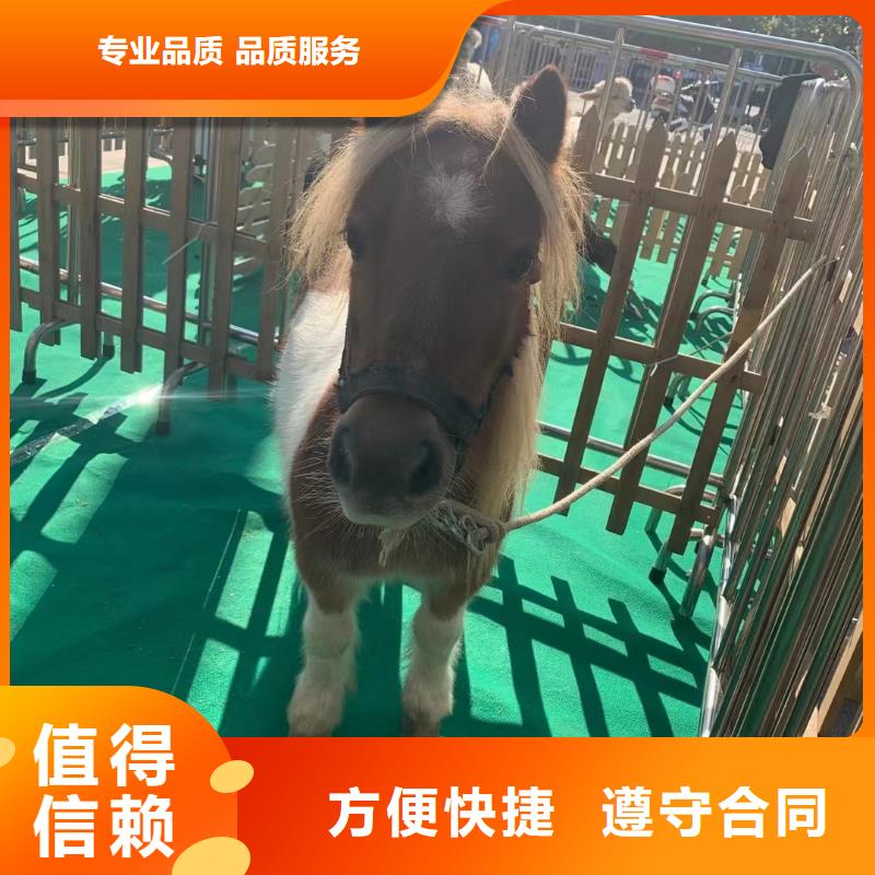 马戏团演出租赁