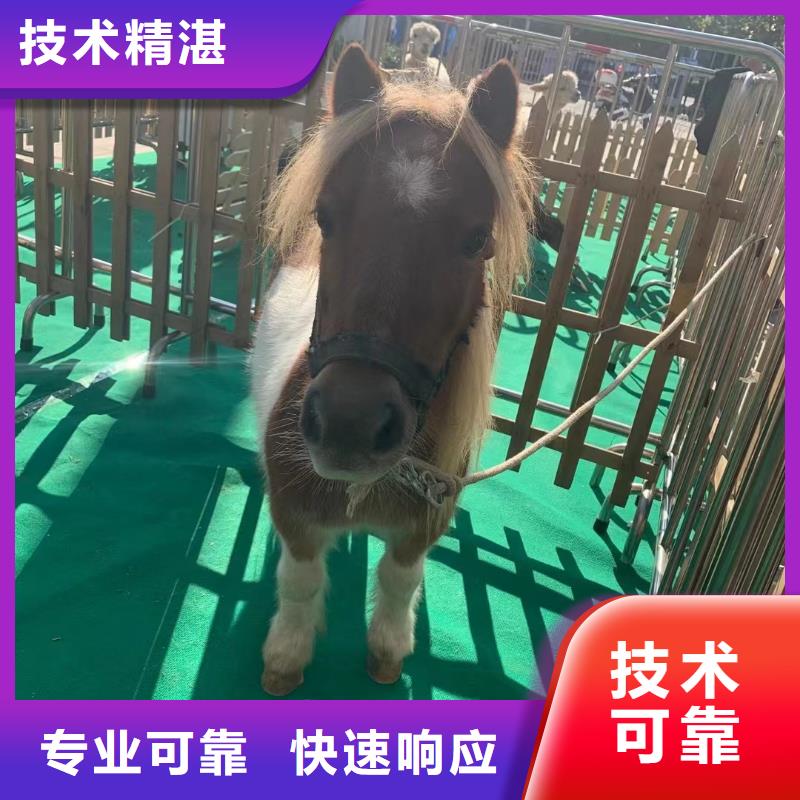 羊驼出租活动案例