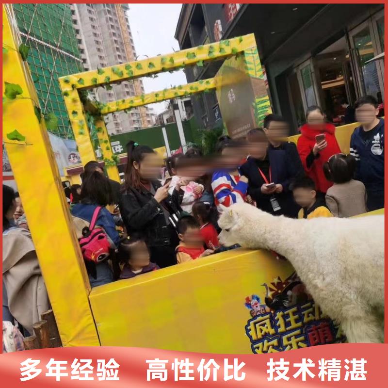 动物表演出租周边