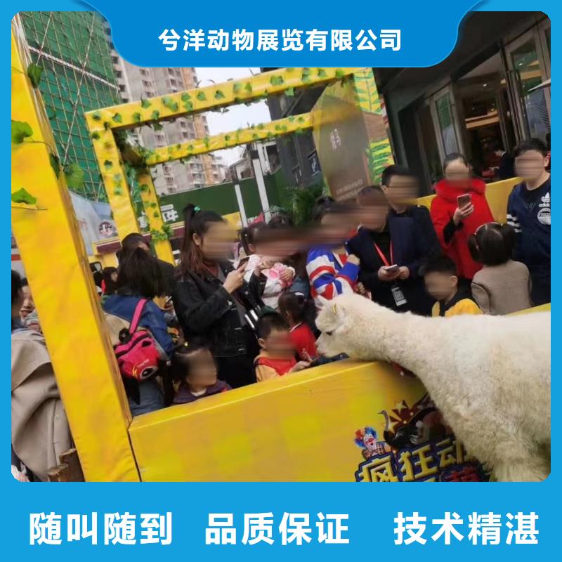哪有马戏团表演租赁活动方案
