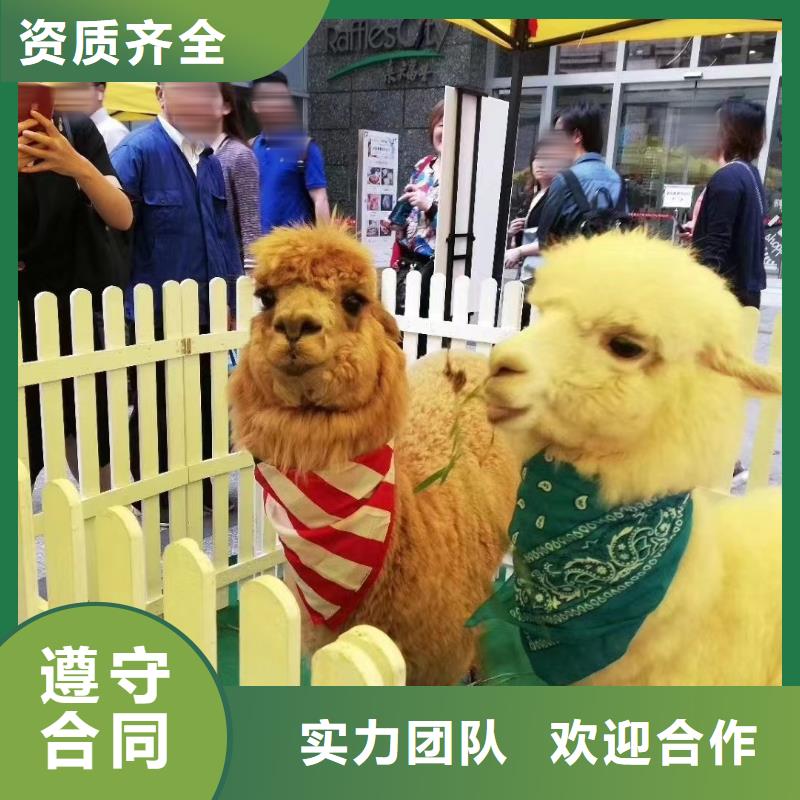 动物表演出租活动图片