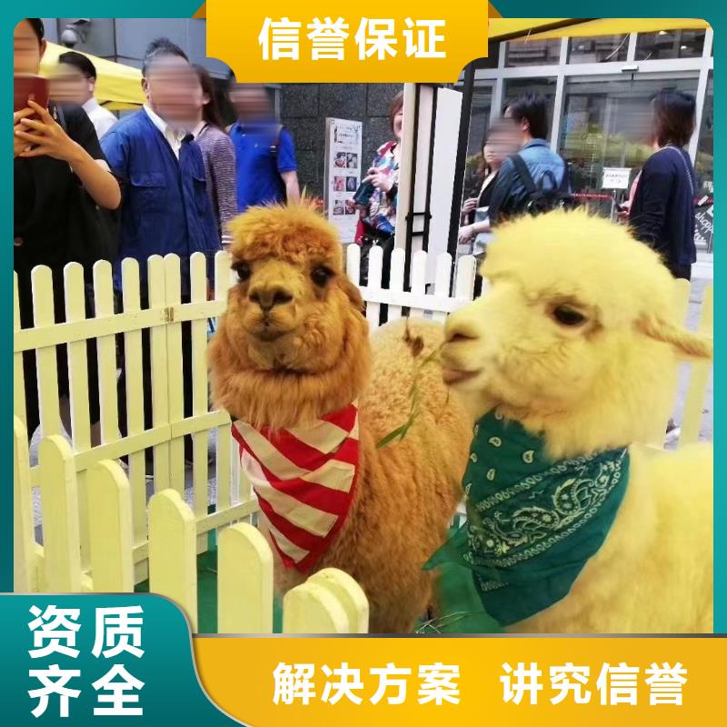 哪有出租动物表演的周边
