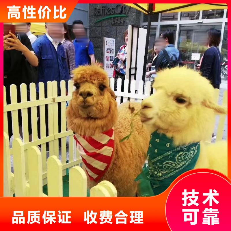 哪里有租赁羊驼的周边