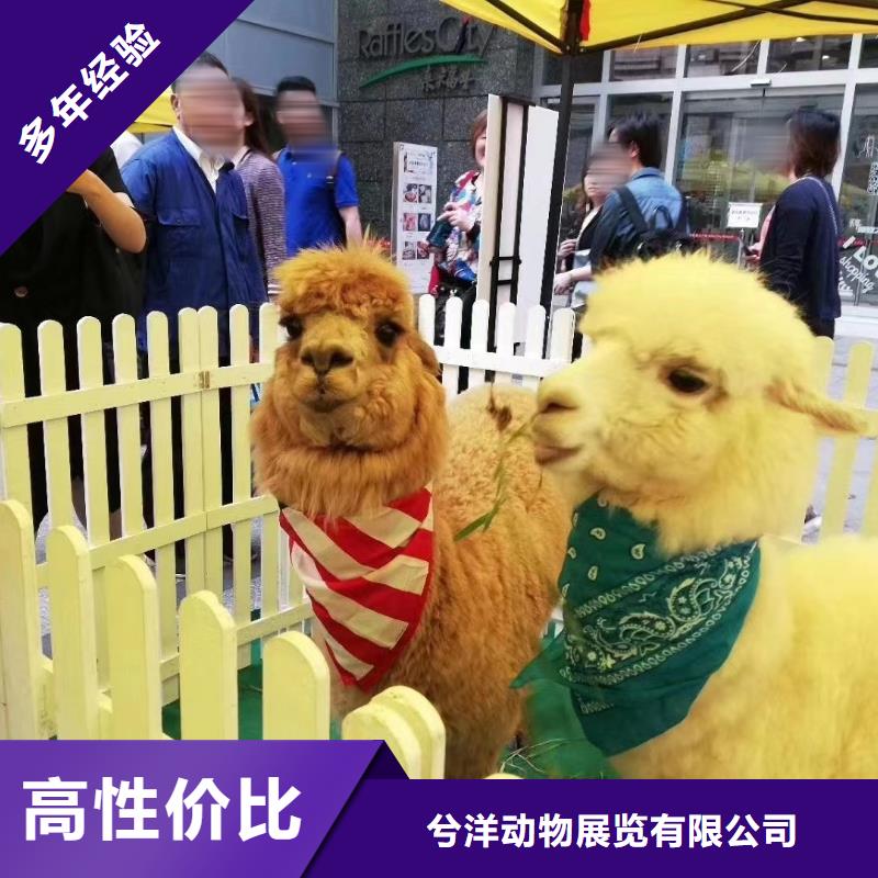 萌宠动物出租点击