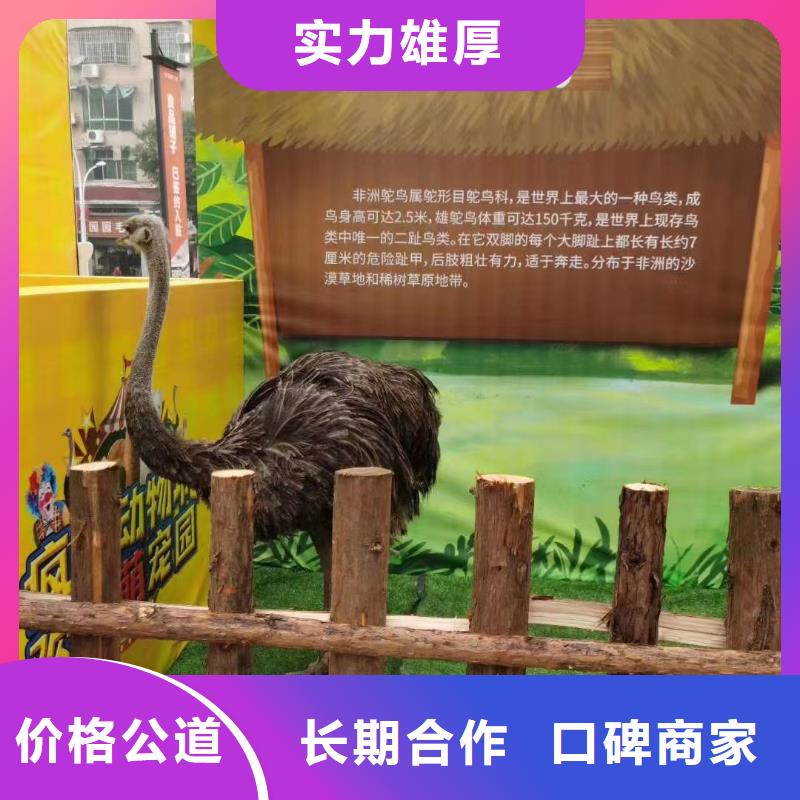 萌宠动物展租赁活动案例