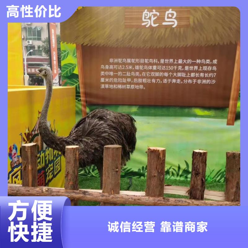 哪里有羊驼租赁的图片案例