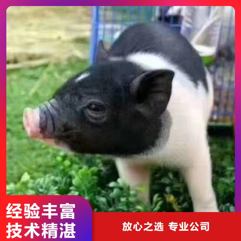 哪里有租赁羊驼的