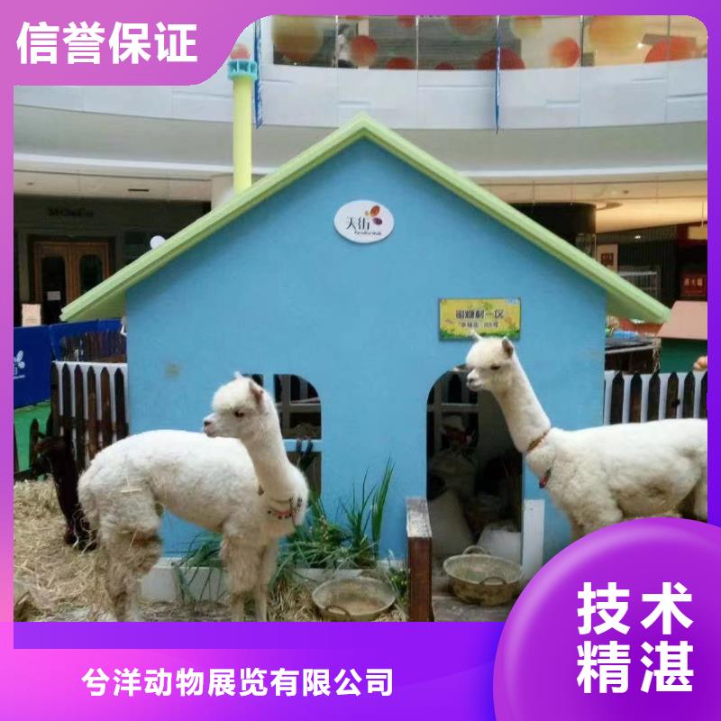 羊驼出租活动方案