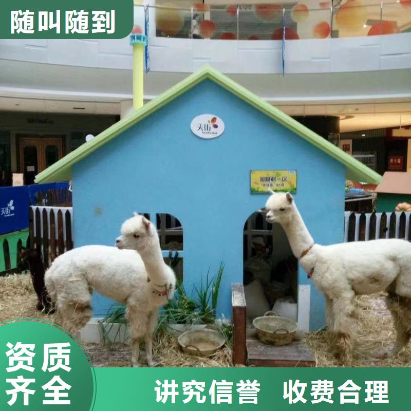 租赁马戏团表演暖场氛围