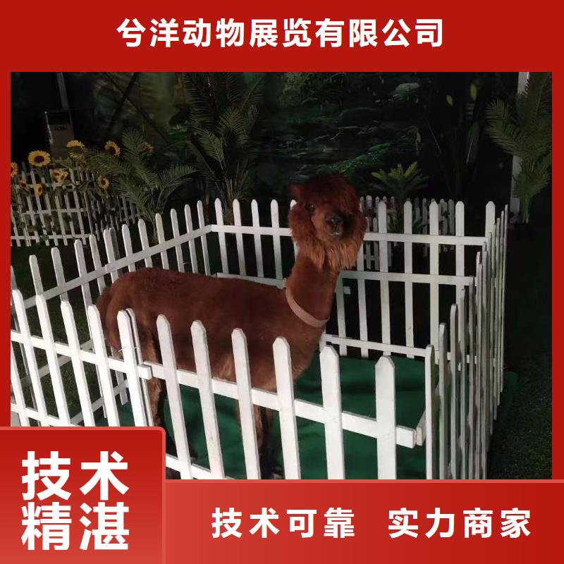 马戏团表演出租实力强