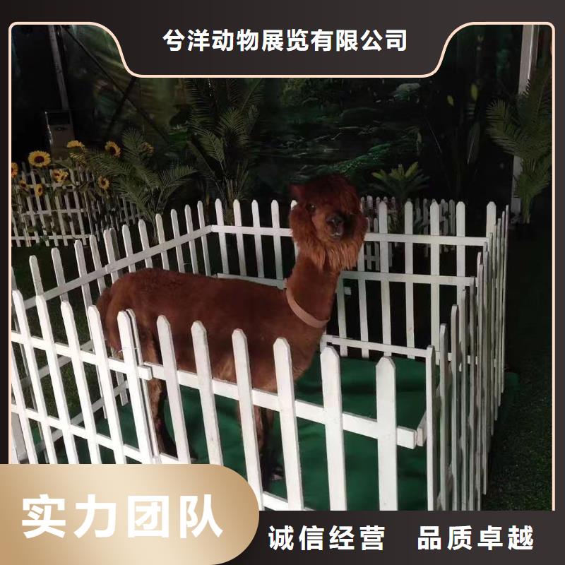 哪有马戏团表演租赁活动方案