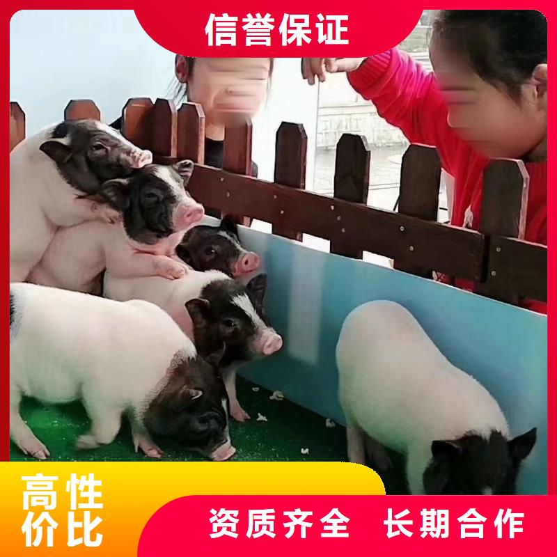 萌宠动物展出租一手资源