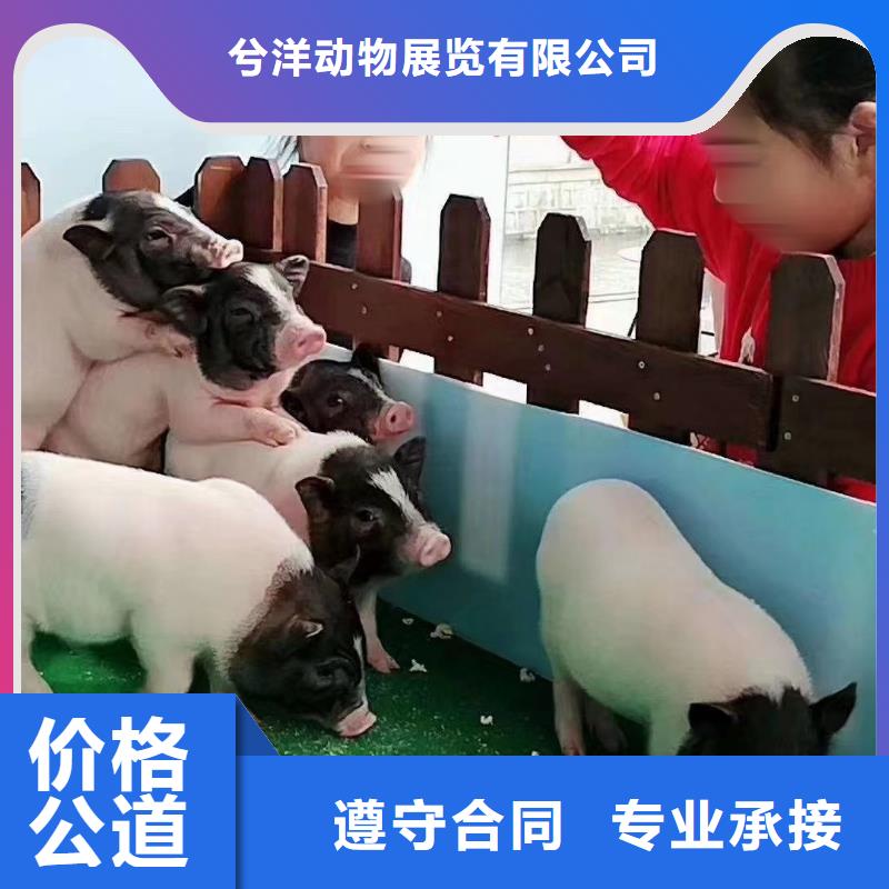 哪里有出租动物的点击查看