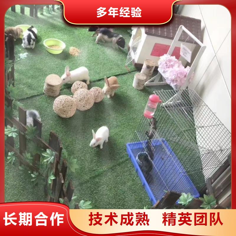 马戏团表演租赁优选品牌