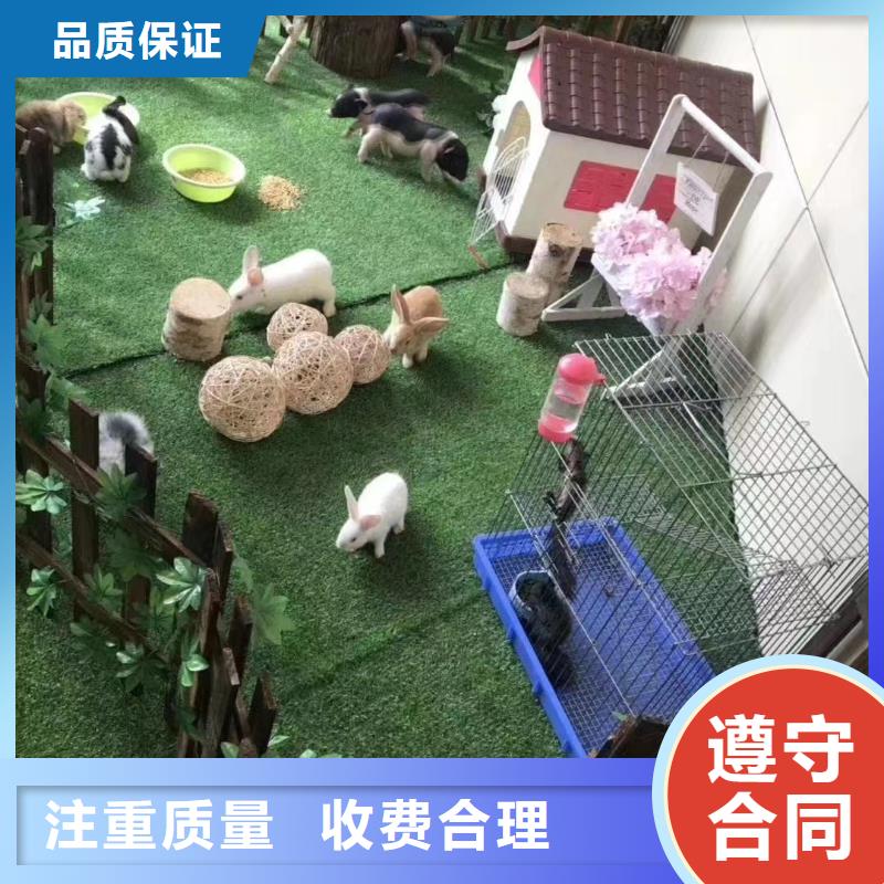 哪里有出租动物的点击查看