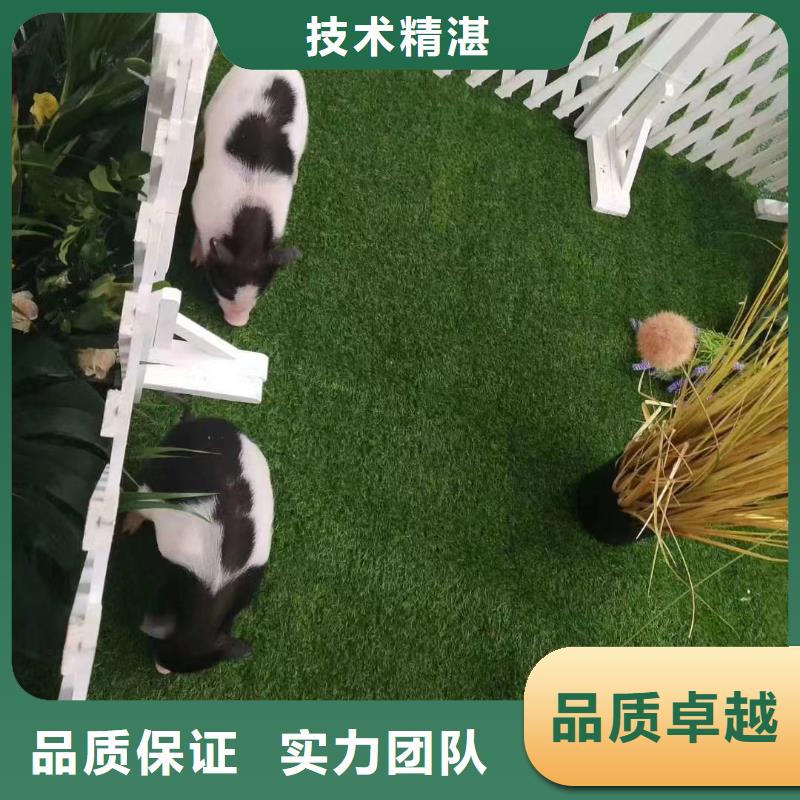 萌宠展出租附近