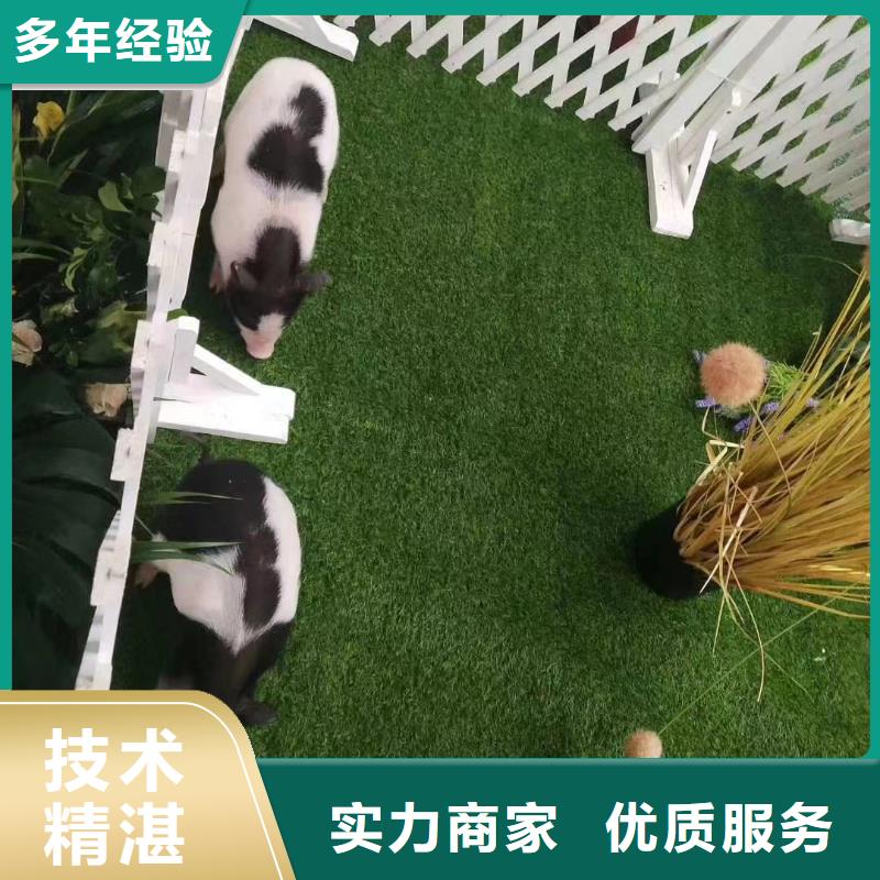 羊驼出租节日活动