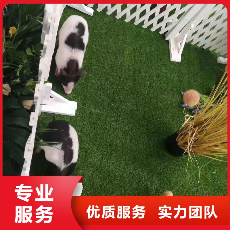 租赁马戏团表演暖场氛围