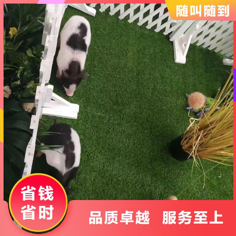 马戏团表演租赁活动方案