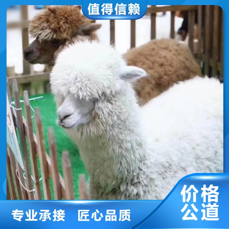 羊驼租赁公司一手资源