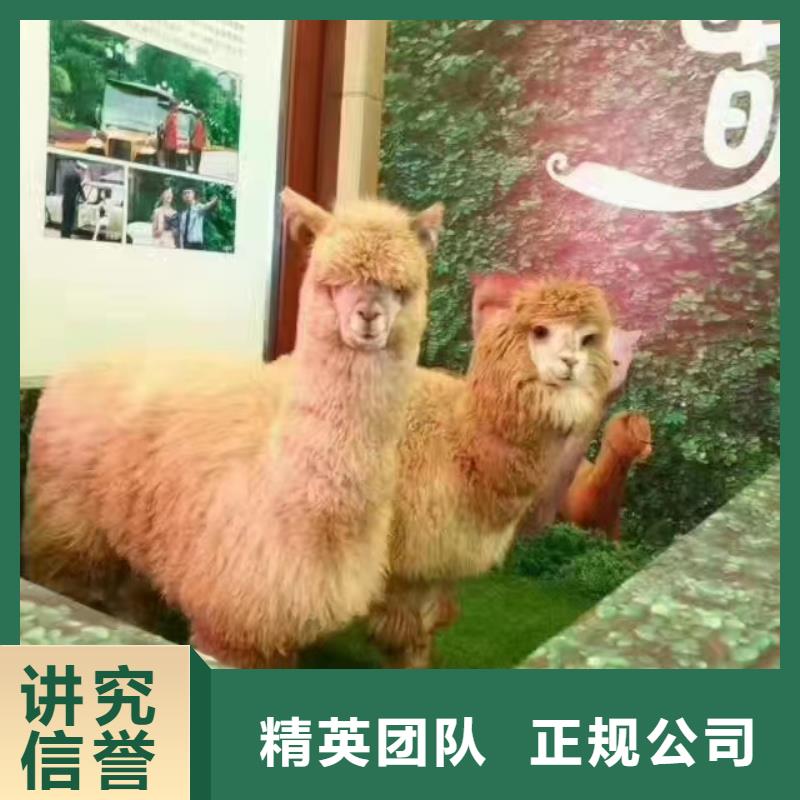 动物表演出租免费策划