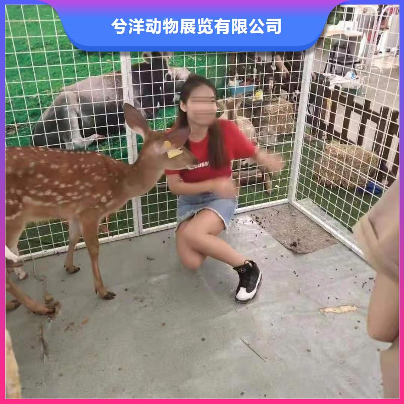 出租表演马戏团暖场活动