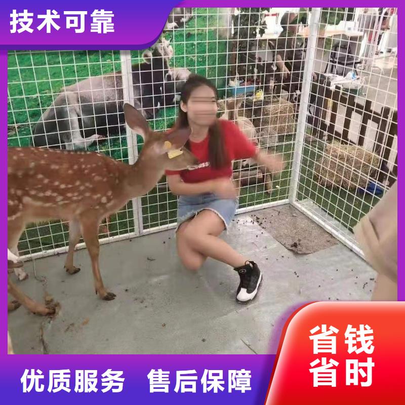 萌宠动物出租点击