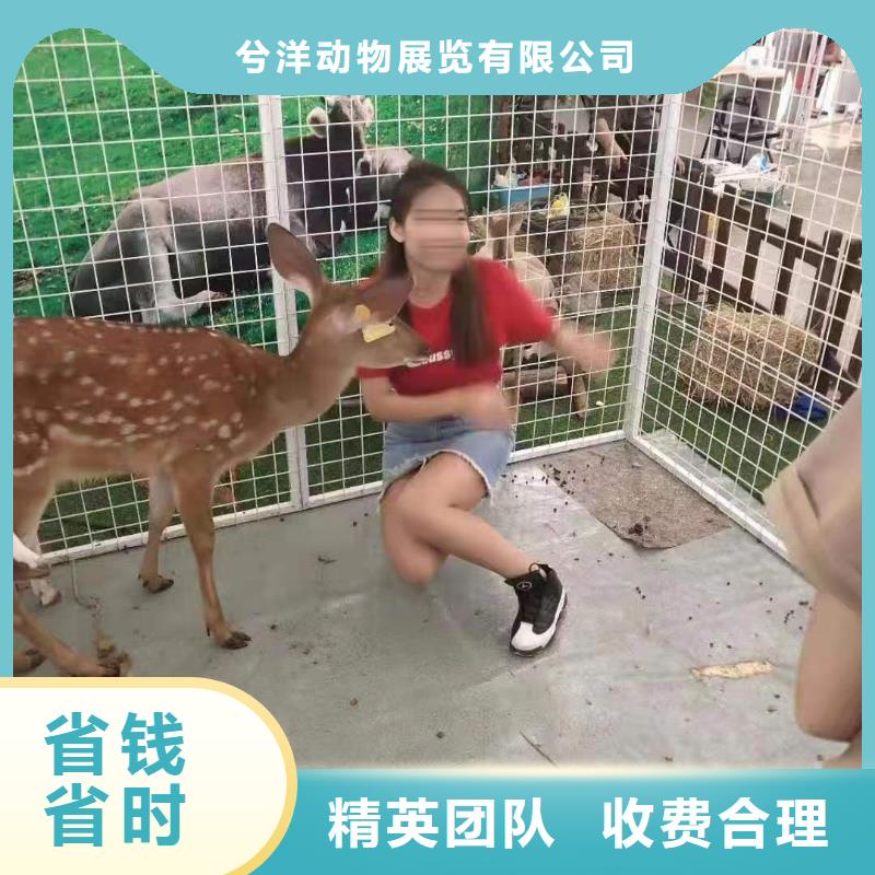 哪有出租马戏团表演的公司