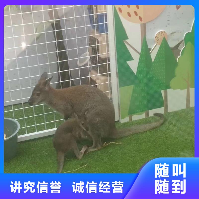 哪里有租赁羊驼的