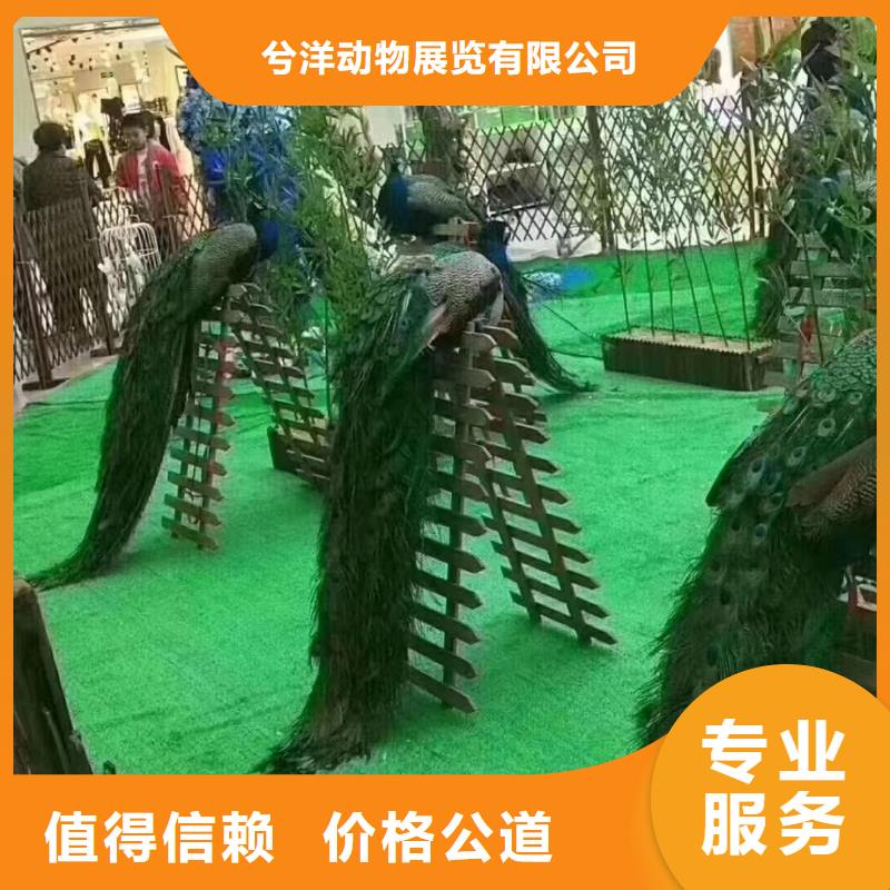 萌宠动物展出租一手资源
