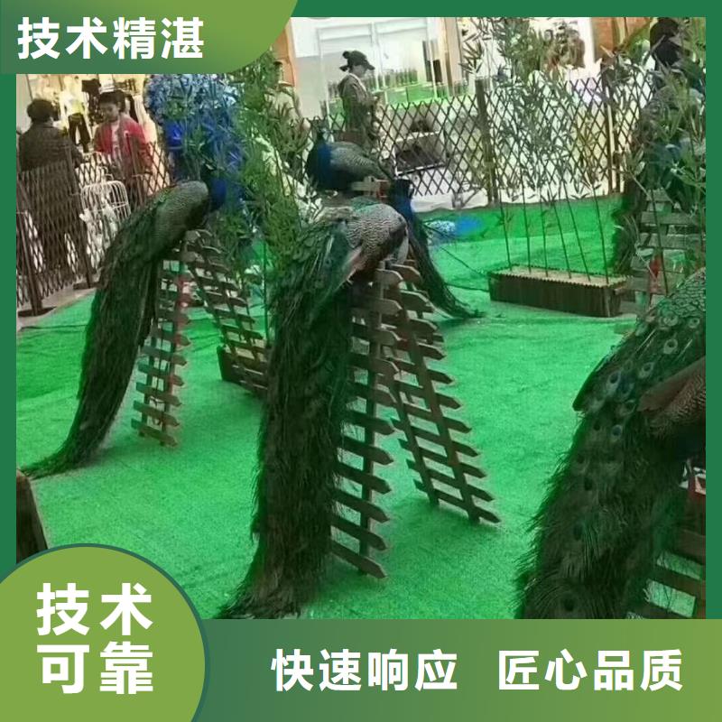 羊驼租赁正规厂家