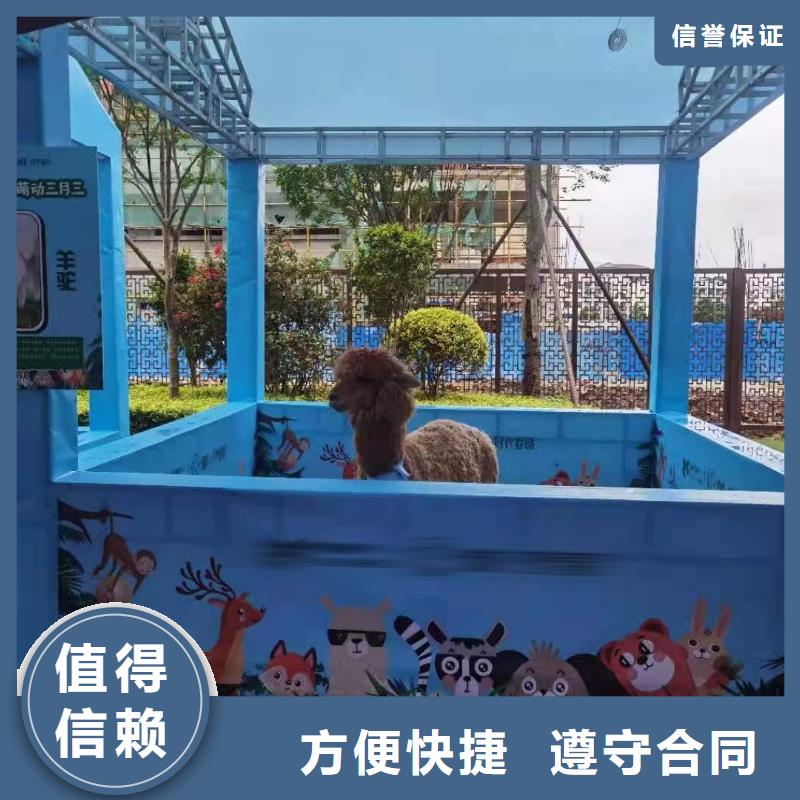 哪里有租赁羊驼的周边