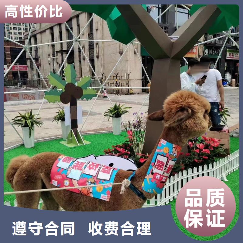 马戏团/羊驼羊驼出租一站式服务