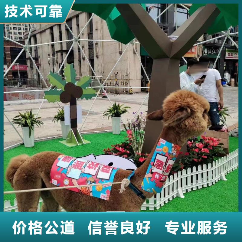 羊驼租赁公司一手资源