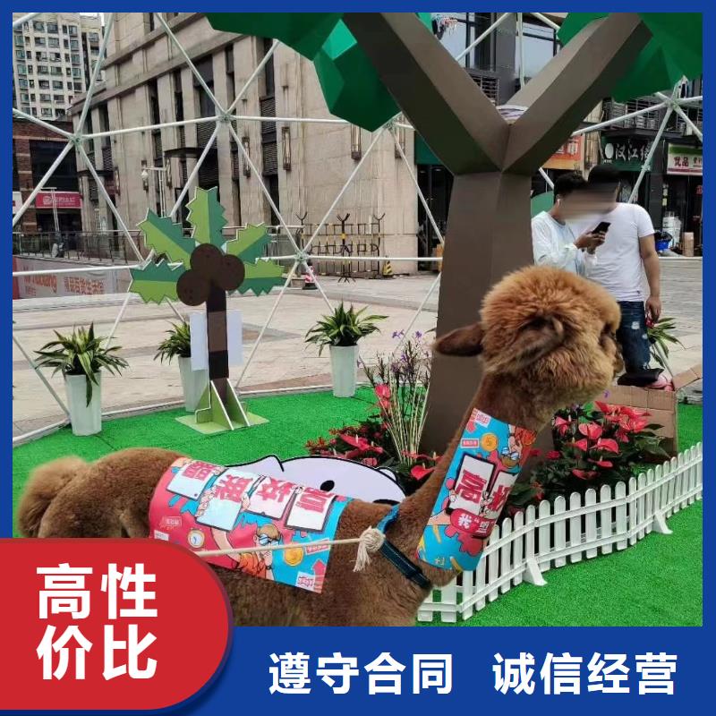 萌宠动物展出租联系电话