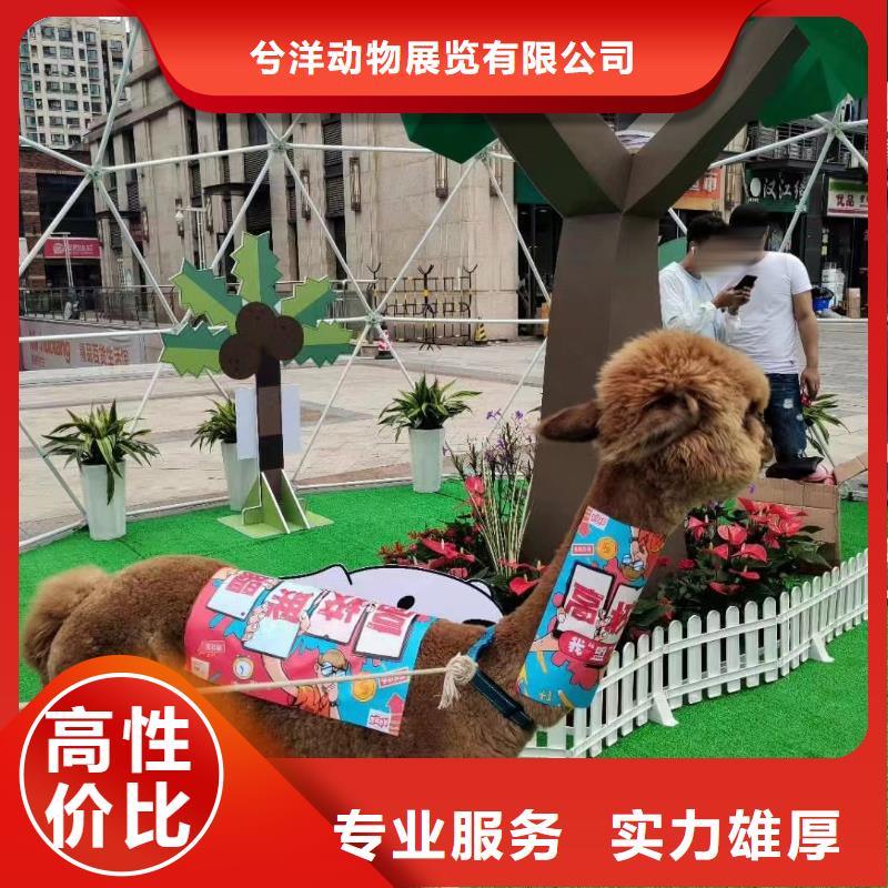 出租羊驼丰富多彩