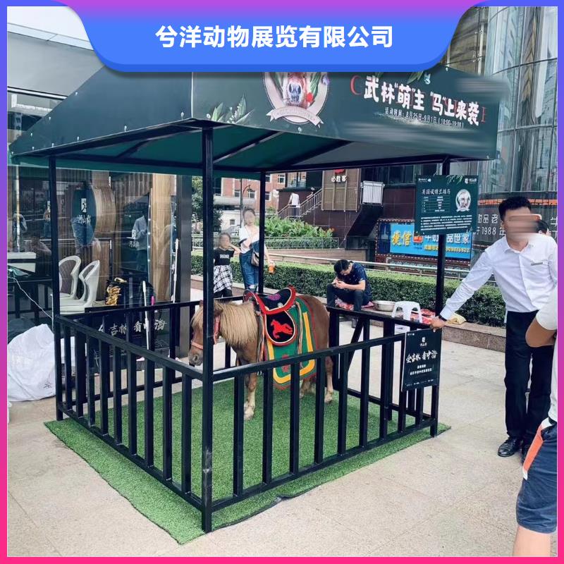 哪里有租赁羊驼的