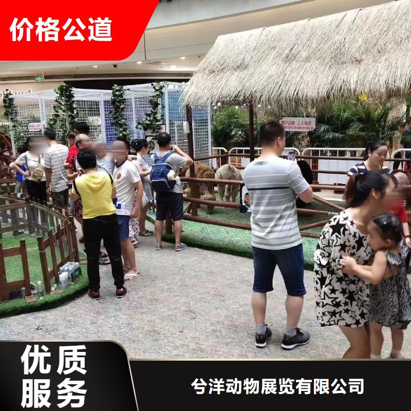 马戏团/羊驼【企鹅表演出租】比同行便宜
