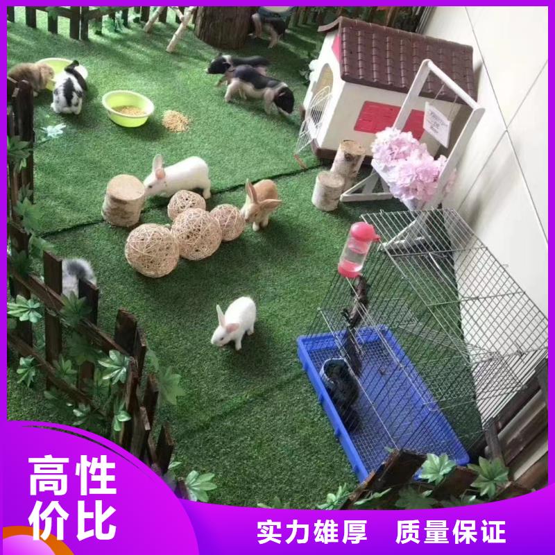 羊驼出租节日活动