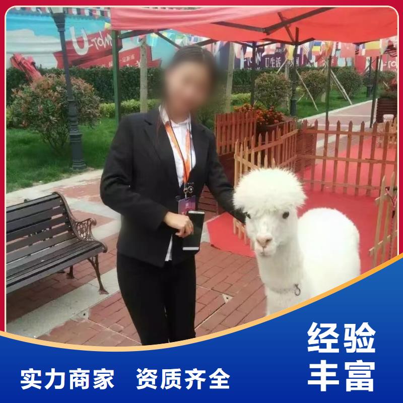 动物表演出租