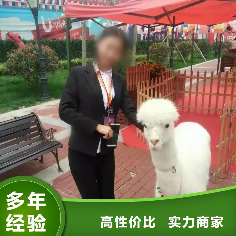 羊驼租赁公司一手资源