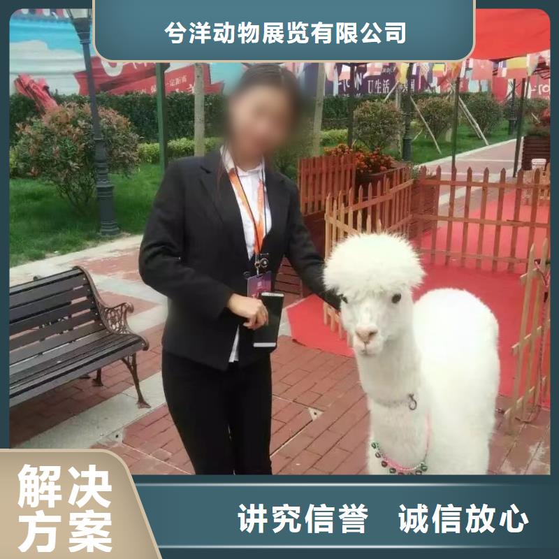 马戏团表演出租图片