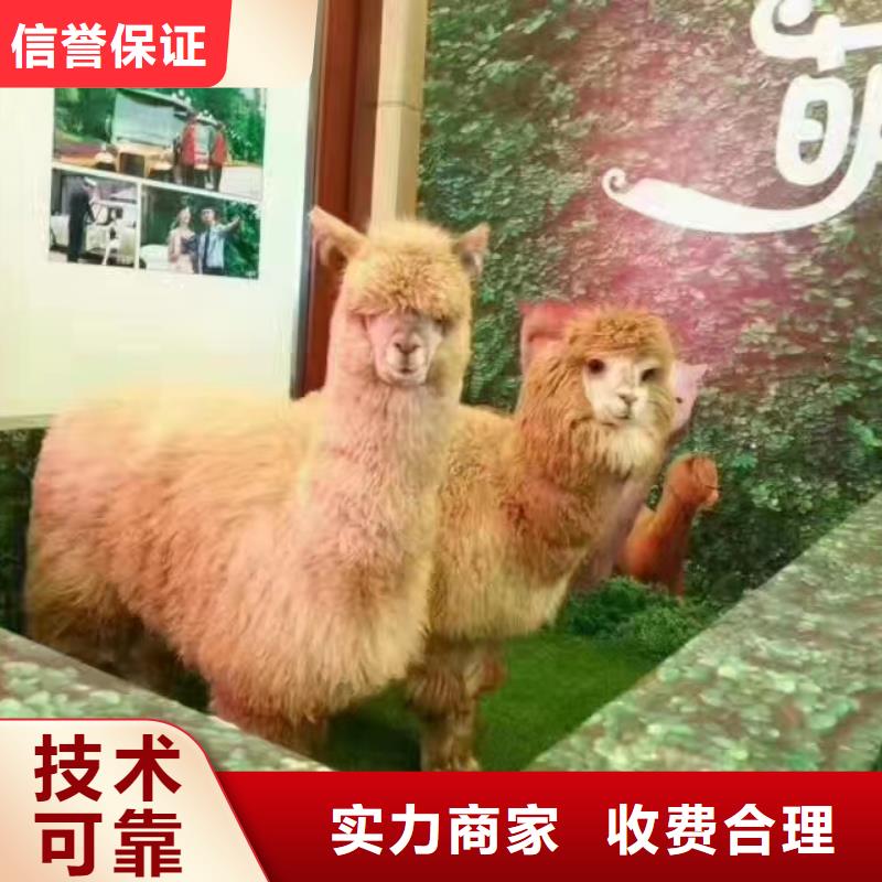 马戏团表演一手资源