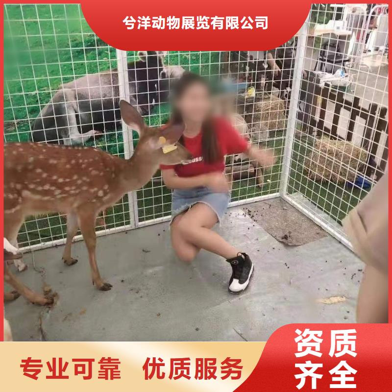 动物表演出租活动图片