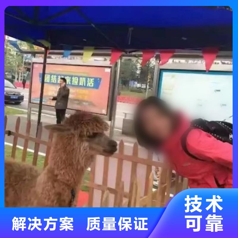 马戏团表演出租实力强