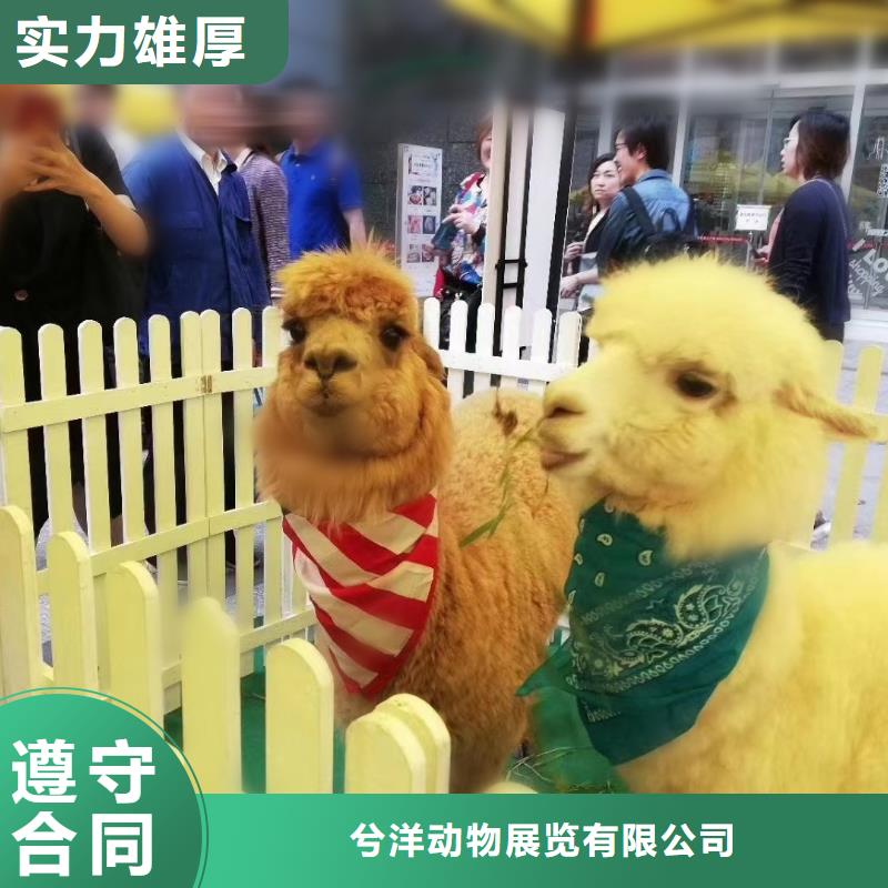 萌宠动物展租赁活动案例