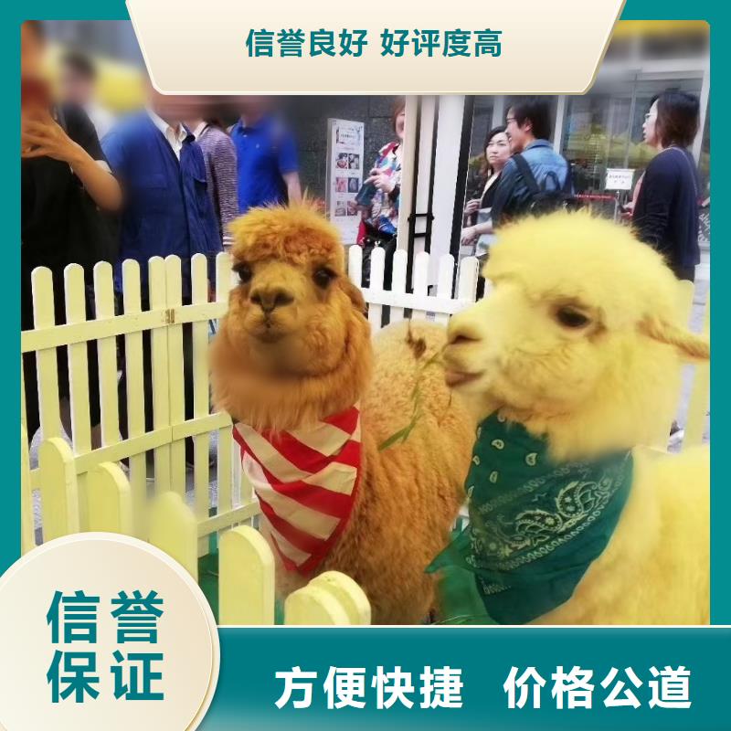 环球飞车表演租赁联系我们