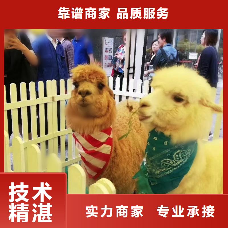 萌宠展出租暖场氛围