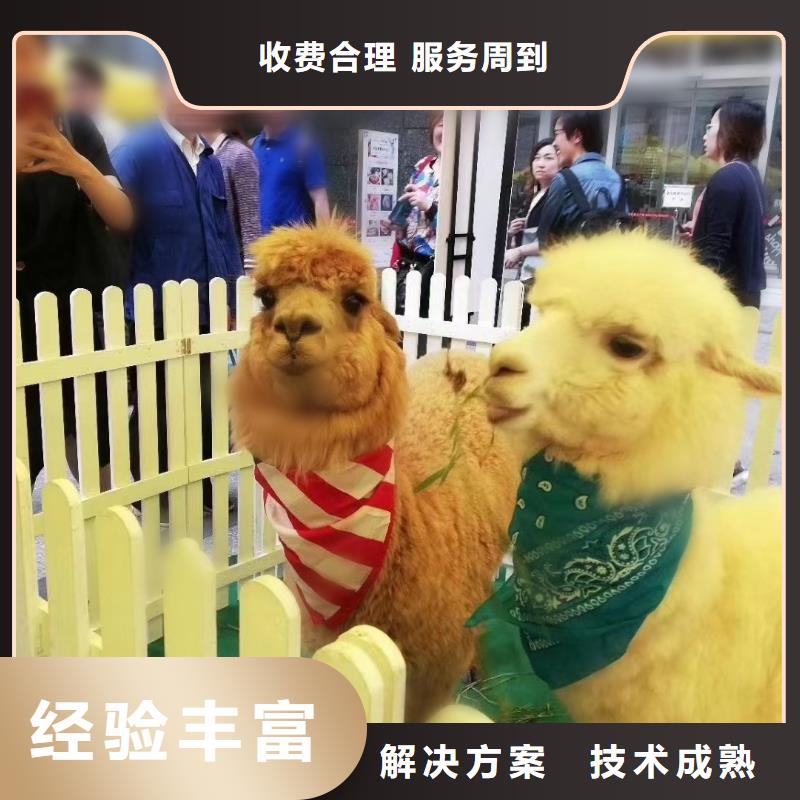马戏团表演一手资源